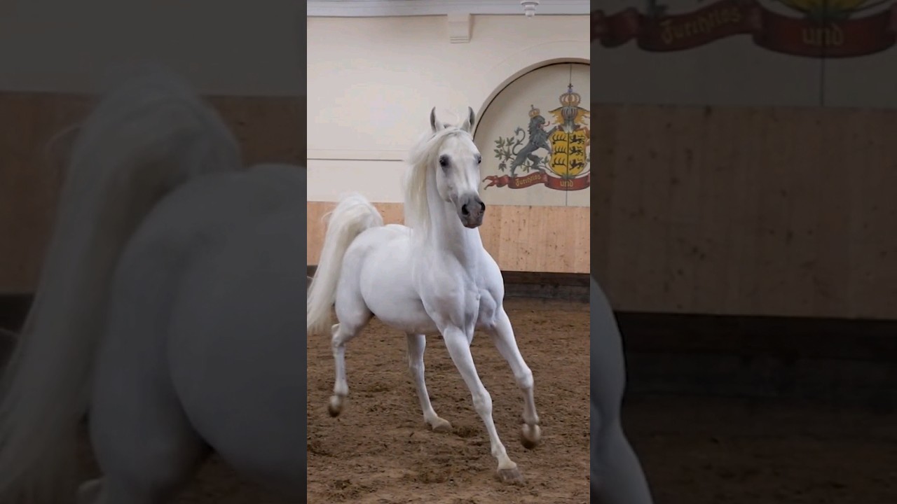 Arabian Stallion!! 🐴