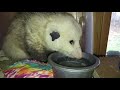 Cute opossums-Steven the Opossum-drinking water