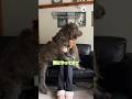 超大型犬とソファで寛ぐと...|PECO #アイリッシュウルフハウンド #大型犬 #愛犬家 #大型犬と暮らす #irishwolfhound #dog #doglover #doglife