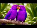 Birdsong in Forest 🌲🐦 | Relaxing Nature Sounds for Deep Sleep & Calm