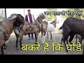 एक बार तो हिम्मत वाला भी घबरा जाये इन बकरों के सामने | visit jai mata ji goat farm | pkraj vlogs