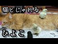 【烏骨鶏との暮らし】猫とひよこ