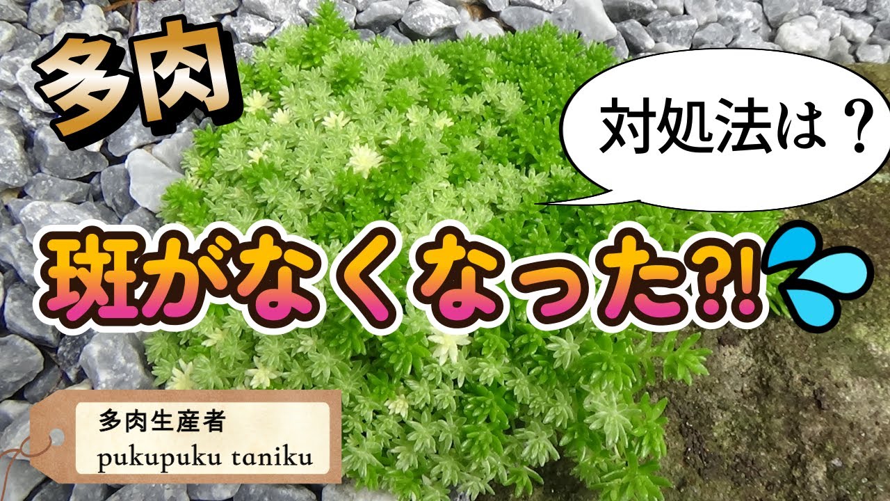 斑がなくなった？！」対処法は？ 多肉生産者「pukupuku taniku」 - YouTube