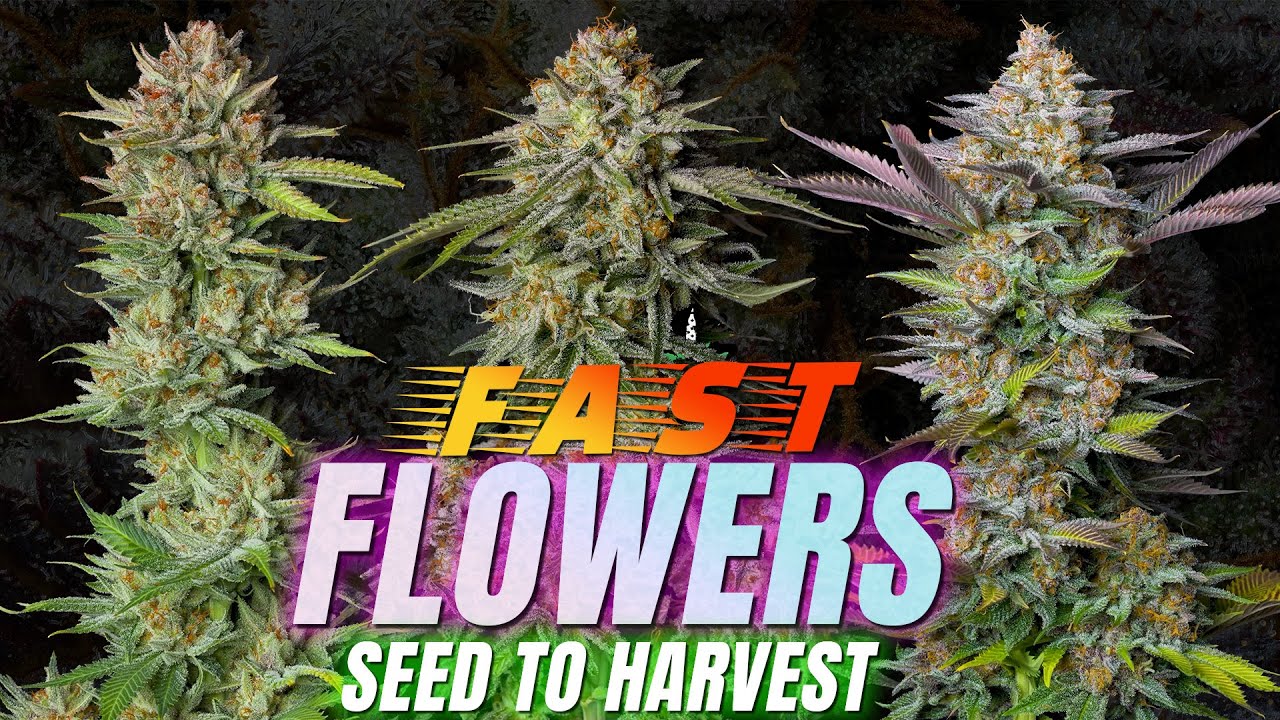 Быстрые семена цветов для сбора урожая. Быстрые фотографии! Печенье «Тропикана», щербет GG4