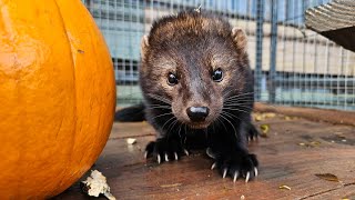 Fishercat Eats Freeze Dried Fish And Growls