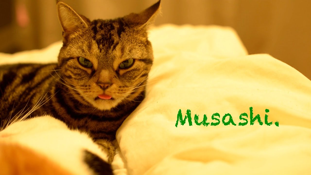 funny cats sleeping in weird positions compilation 2014 funnyplox