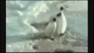 Video lucu pinguin