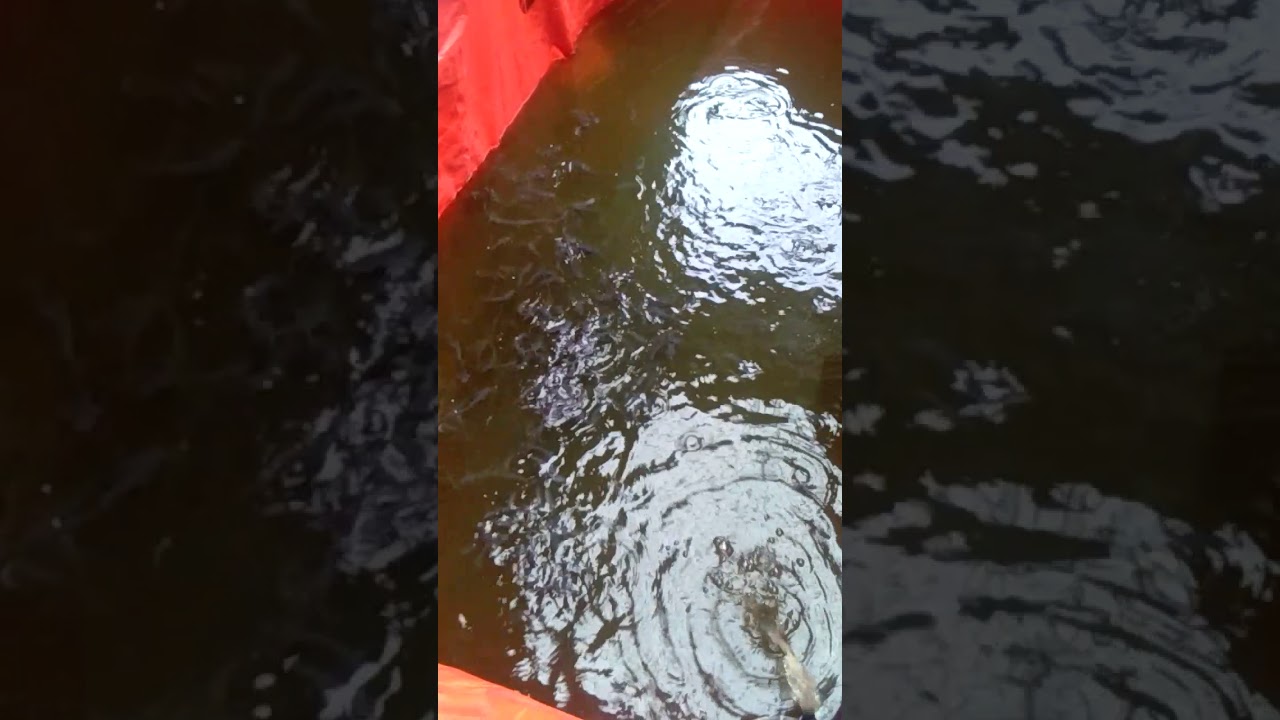 Anakan ikan lele dumbo 