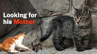 this is what happens when a kitty loses his mother