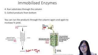 Chapter 3.4 - Immobilised Enzymes | Cambridge A-Level 9700 Biology