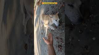 Wow! Kind Dog Shaking Hand With Stranger | Two Homeless Dog 😢 #Shorts #Dog