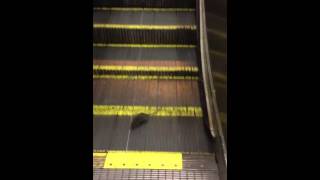 Крыса спускается по эскалатору)Rat Descending an Endless Staircase)