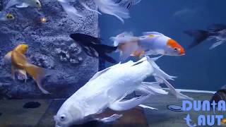 4 Jenis Ikan Hias Pembawa Keberuntungan Atau Hoki