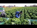 How Farmer Harvesting Tons of Fennel, Red Cabbage, Green Onion, Broccoli - Modern Vegetable Farming