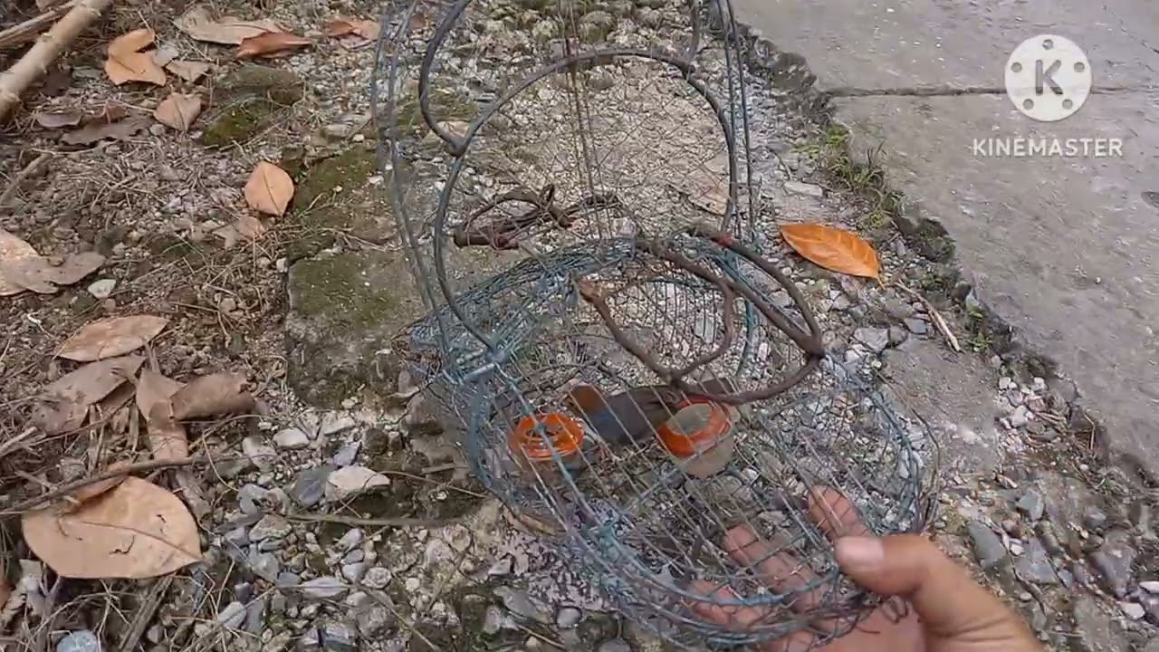 Chim Sâu đầu đỏ đi bẫy, Tuyển Chim có Tố chất bao lên Mồi giao ae đặt.