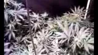 puns dank medical cannabis1.3gp