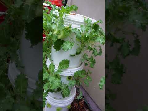 Video: Mini Hydroponic Garden: Loj Hlob Ib Countertop Hydroponic Garden