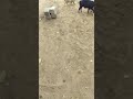 Pigs And Ng Ombe Ilede 1 