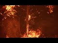 4K 2 Hour Long Forest Fire Burning Sound Loop With Video Top Quality Content 