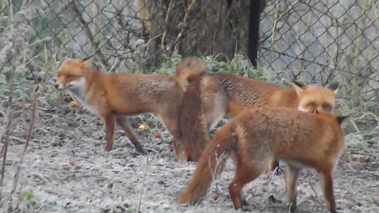 Foxes mating being harassed by another fox.