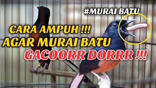 CARA AMPUH AGAR MURAI BATU GACOR DOR