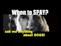 When is the BEST Time for a FEMALE Dog to Be SPAYED - ask me anything - Dog Training and Health When is the BEST Time for a FEMALE Dog to Be SPAYED - ask me anything - Dog Training and Health