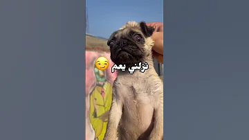 كله بسبب الزبله دا 
