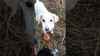 March Available dogs Part 1 Rescue Dog Pup To Adopt by CLAY COUNTY DOG RESCUE CELINA TENNESSEE 165 views 5 years ago 4 minutes, 5 seconds