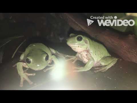 Video: Qurbağalar suyu sevirmi?