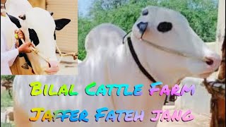 Bilal Cattle Farm Fatehjang