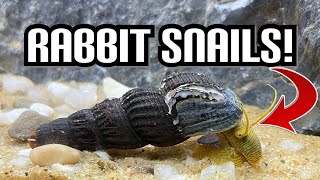 Keeping And Caring For Rabbit Snails! (Also Known As Tylomelania & Elephant Snail)
