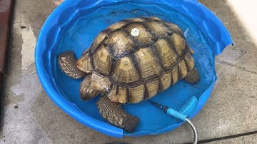 Why you have to soak your Sulcata Tortoise!
