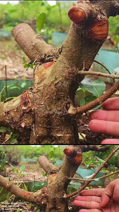 Part 2 | A PEEK at the SardiJayaBonsai Garden