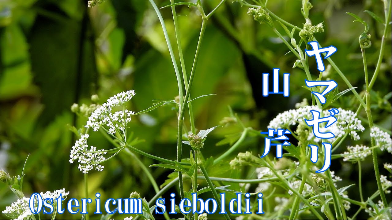 山野草・秋編#93 ヤマゼリ（山芹） - YouTube