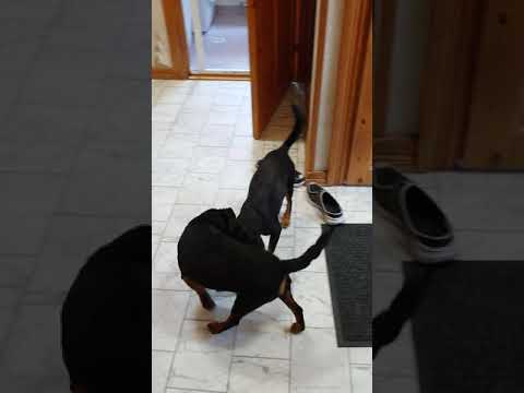 German jagdterriers play with each other