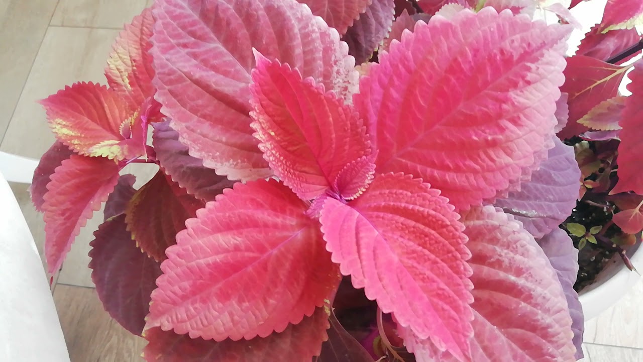 yaprak güzeli bakımı hakkında tüm bilgiler