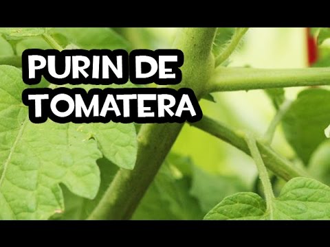 Como Hacer Purin de Tomatera (Insecticida contra Pulgón) | Abono Organico