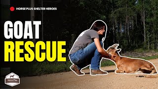 She Couldn't Move...Rescuing a Goat left Injured on the Road I Horse Shelter Heroes - S6 E23