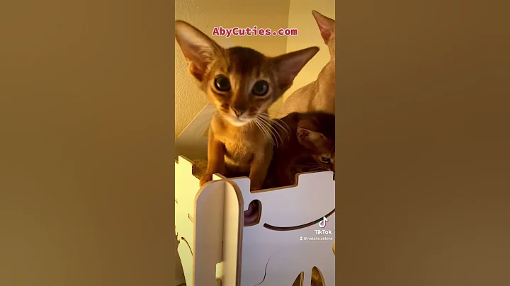 Video 2295751: animals cat pets abyssinian, abyssinian kitten funnycats, abyssinian kitten cutecat, abyssinian cattery, abyssinian kitten playing