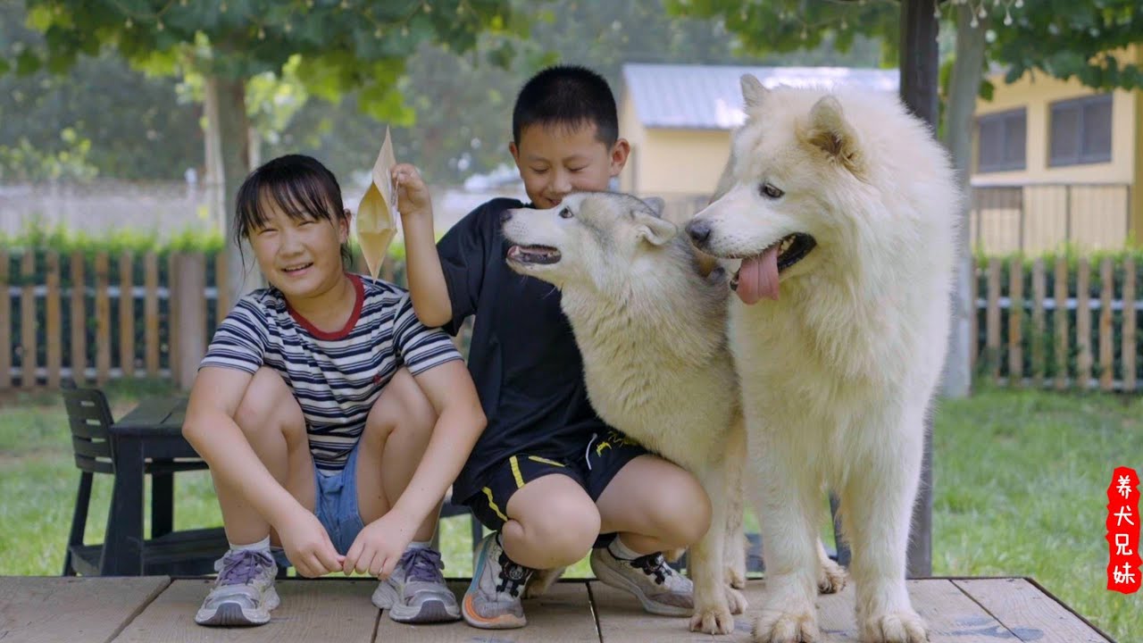 雪橇犬的两大典型代表，哈士奇和阿拉斯加你喜欢哪个？\As a sled dog, which do you like, Husky or Alaska?