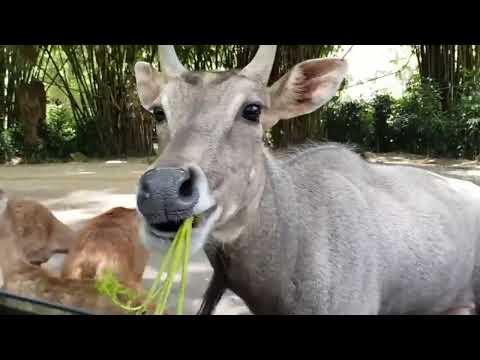 Video: Adakah Kehidupan Haiwan Menyusut Di Kebun Binatang?