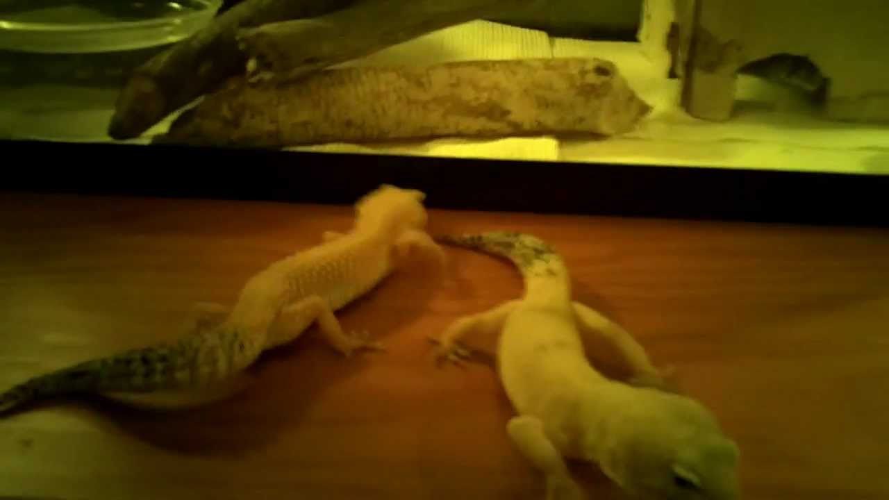 How to tell if a Leopard Gecko is Male or Female - YouTube