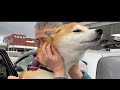 帰国した家族に会った時、あまりの嬉しさに・・・震えが止まらない我が家の柴犬