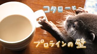 カワウソ コタロー　そり立つプロテインの壁をクリアできるか？！ Otter baby Kotaro challenges blocked wall