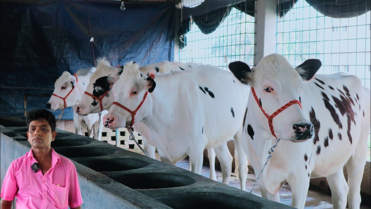 আমার দেখা সেরা ইন্ডিয়ান মুন্ডি পেগনেন্ট বকনা বাছুরের দাম জানুন গরুর খামার ২০২৪ জাকির ডেইরি ফার্ম
