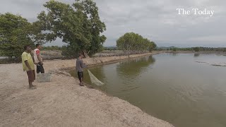 Easy Ways to Catch Shrimp in Ponds