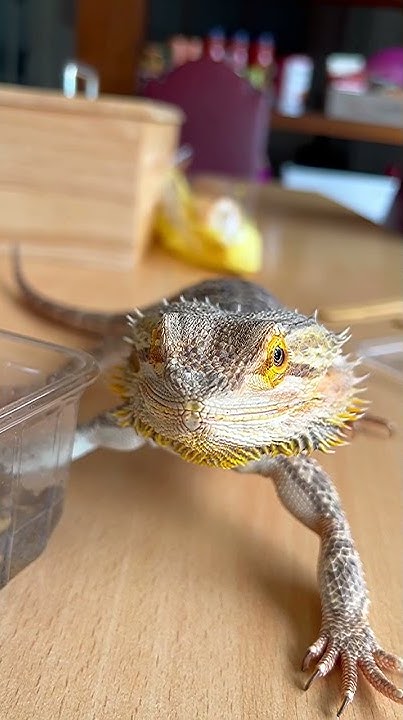 🦖Домашний дракон = жизненная сила и процветание🦎#shorts #короткие_видео ...