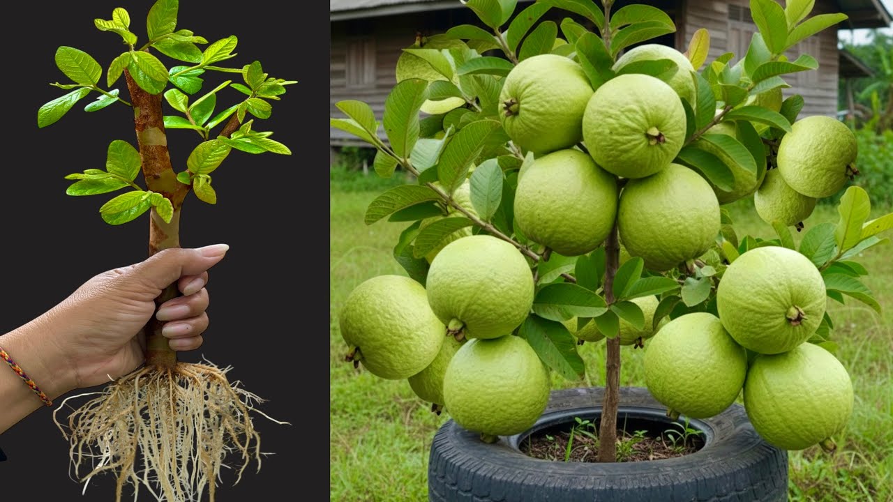 How To Propagate Guava Tree Cutting Faster With Coca Cola , Bast Ideas Propagate Guava Tree 