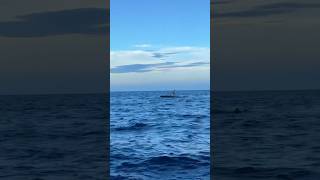 Whats Going On Here  fishing boat crash sinking oops wompwomp offshore florida