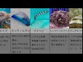 【猛毒】海の身近な危険生物達